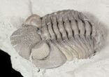 Wide Eldredgeops Trilobite In Shale - Ohio #46596-2